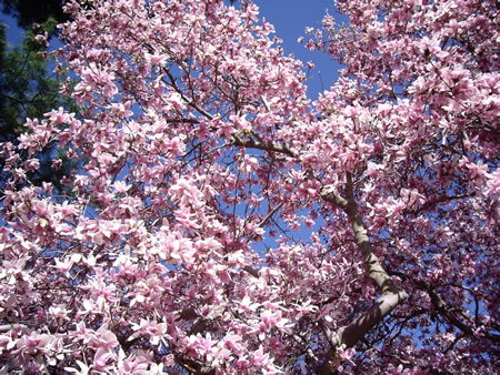 magnolia tree