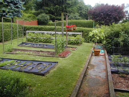 Backyard Veg Garden